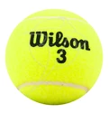 Balles de tennis Wilson Championship (4 pcs)